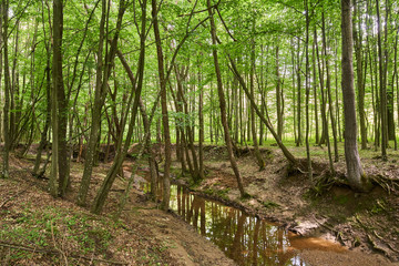 Deciduous forest in the summer