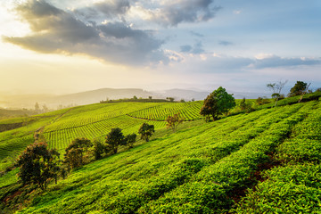 Fantastic view of scenic tea plantation at sunset