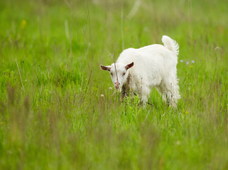 Obraz premium White baby goat in the grass