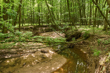 Deciduous forest in the summer