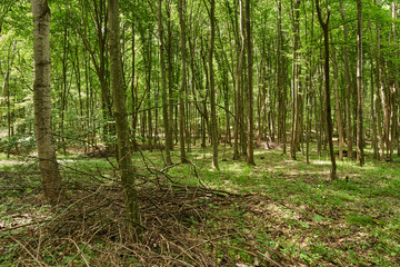 Deciduous forest in the summer