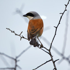 Red-backed shrike on a twig