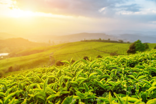 Amazing tea leaves at tea plantation in rays of sunset