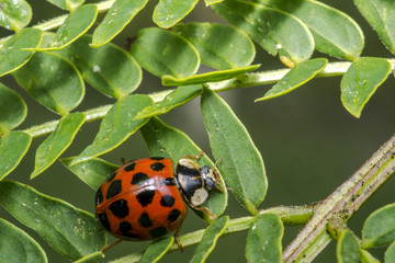 Orange ladybug with black dots
