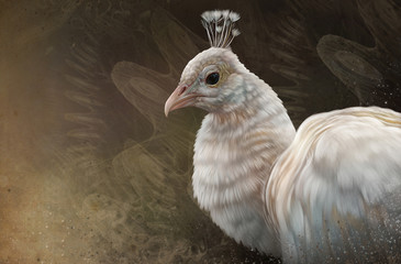 Белый павлин