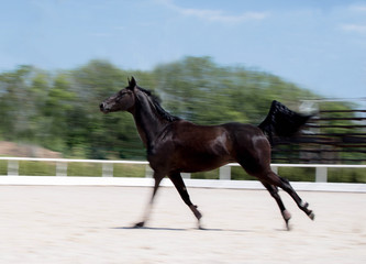 Black horse running at field in summer, motion blur background. Night-crow stallion galloping along the sand open riding arena. Beautiful black horse playing on the field. 