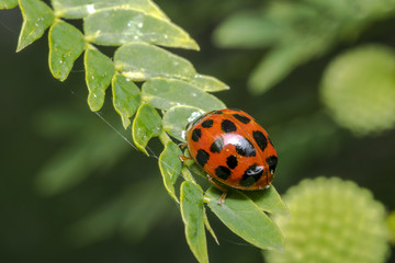 Orange ladybug with black dots