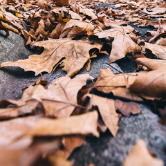 autumn leaves in fall park