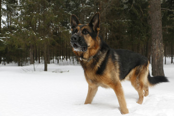 Dog german shepherd in the forest
