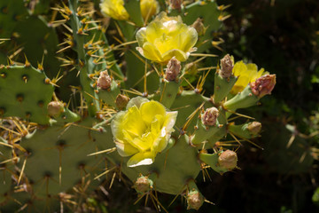 Fototapeta na wymiar cactus
