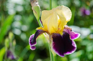 Tall and big flowers irises outdoors
