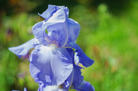 Fototapeta Tall and big flowers irises outdoors