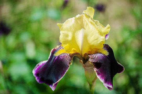 Fototapeta Tall and big flowers irises outdoors