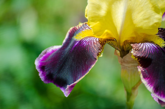Fototapeta Tall and big flowers irises outdoors
