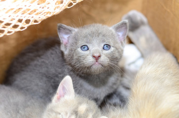 Kitten in cardboard box