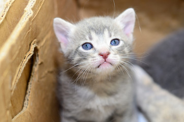 Naklejka na ściany i meble Kitten in cardboard box