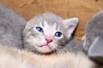 Kitten in cardboard box