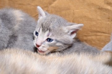 Kitten in cardboard box