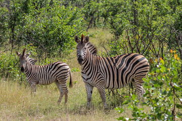Fototapeta na wymiar Burchels zebra (Equus zebra zebra)