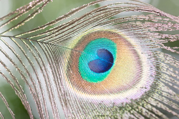 Obraz premium .Beautiful peacock feathers