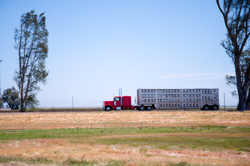 Profile of classic red rig semi truck with trailer for transporting farms animals
