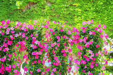 Details and elements of the street interior, many flowers and greenery