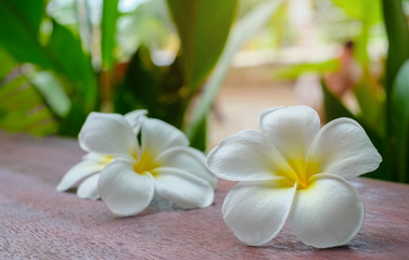 Plumeria flower is placed on a wooden table in the garden. Close-up and blurred background.