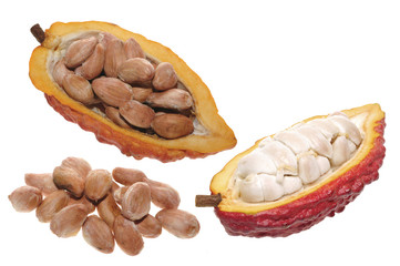 cocoa raw fruit to making chocolate