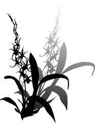 orchid black silhouette with small blooms and shadow
