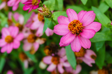Obraz premium pink zinnia flower