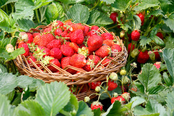 Full wicker basket with strawberry in the garden. Bushes  strawberry around. Harvesting