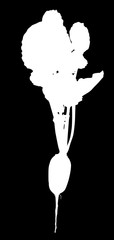 radish white silhouette isolated on black