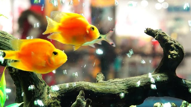 Goldfish swim in an aquarium with algae and bubbles