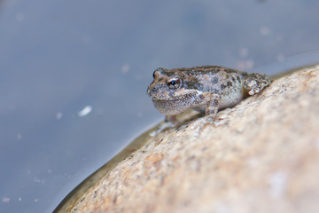 Frog in the Desert