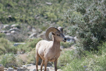 Bighorn Sheep in the Desert