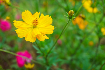 Yellow Cosmos flower