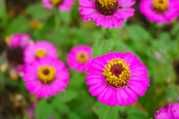 pink zinnia flower