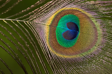 Obraz premium .Beautiful peacock feathers