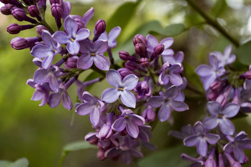 Lilac flowers