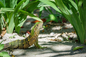 Rear view of green lizard