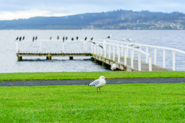 Red-billed gull standing on grasses at Lake Taupo , North Island of New Zealand