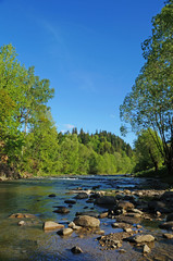 Nice view of the mountain river. The mountain river flows rapidly among the Carpathian mountains and coniferous forests.