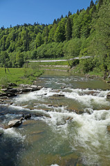 Nice view of the mountain river. The mountain river flows rapidly among the Carpathian mountains and coniferous forests.