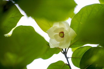 オオヤマレンゲ