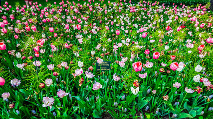 The Imperial fritillary in the park of Yelagin island in St.Petersburg, Russia