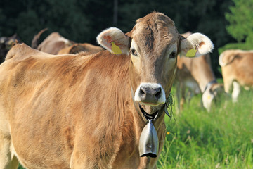 Kuh - Allgäu - RInd - Braunvieh - Glocke - Wiese