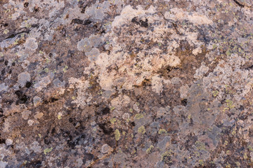 Surface of the granite rock covered with lichen