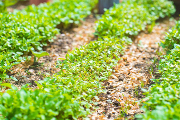 Garden Bed Closeup