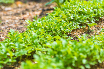 Garden Bed Closeup