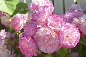 cultivated pink roses